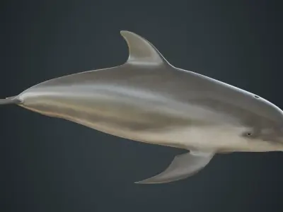 Dolphin 1A Low-poly 3D model