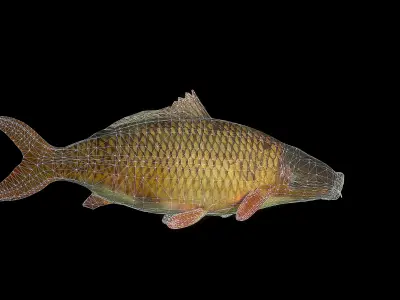 Carp 3D Model fish Low-poly 3D model