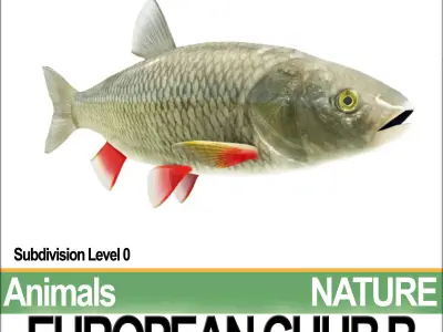 European Chub B 3D model