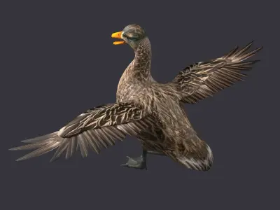 wild duck mallard dabbling anas platyrhynchos  3D model