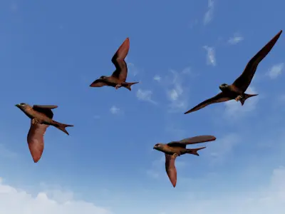 Folcan - Bird Low-poly 3D model