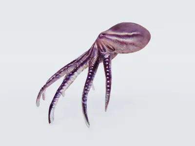 Octopus Free 3D model