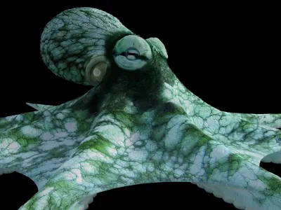 Octopus Caribbean Reef 3D model