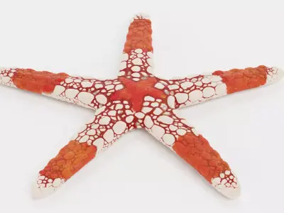 -Necklace Starfish V2- 3D model