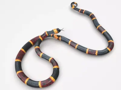 Coral Snake 3D model