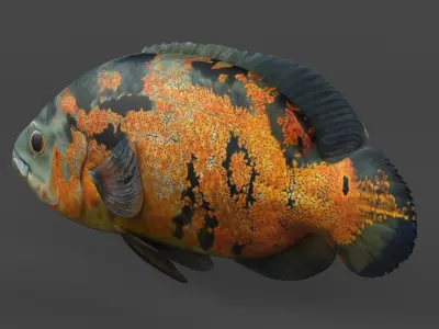 Oscar Fish 3D model