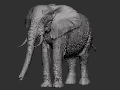 High detail African Elephant Sculpt 3D model