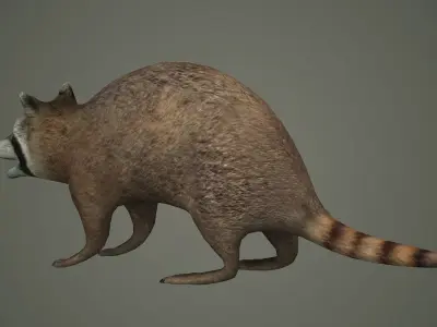 Raccoon animal rodent animal dog mammal  nature kitty 3D model
