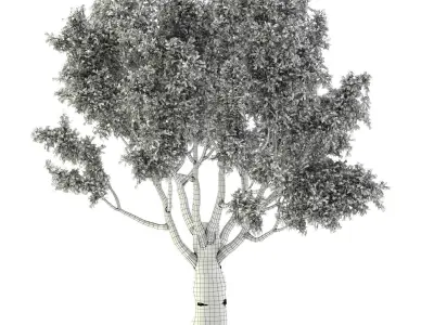 Old Bay Tree Free 3D model