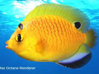 Yellow Angel Fish Low-poly 3D model