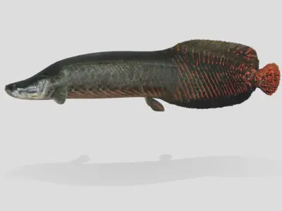 Arapaima Realistic Animated Low-poly 3D model