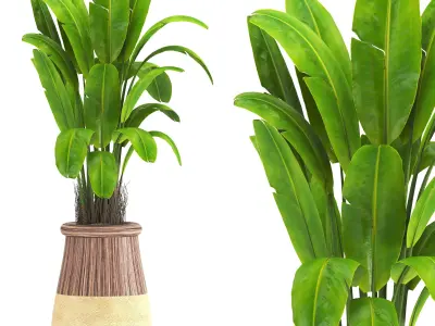 indoor plant set019 3D model