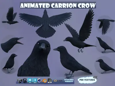 Realistic Animated Carrion Crow Low-poly 3D model