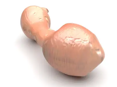 Penis Fish 3D model
