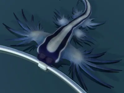 Glaucus atlanticus necklace low poly Low-poly 3D model