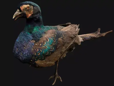 Pheasant Bird Low-poly 3D model