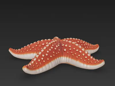 Starfish Realistic 3D Model Basic - Low Poly Realistic Low-poly 3D model