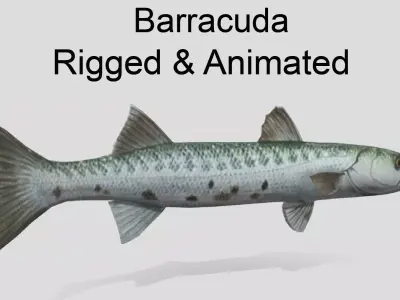 Barracuda  Realistic Animated Low-poly 3D model