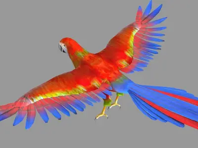 bird parrot wildlife feather parakeet  horizontal fish animal 3D model