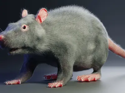 Rat model Low-poly 3D model