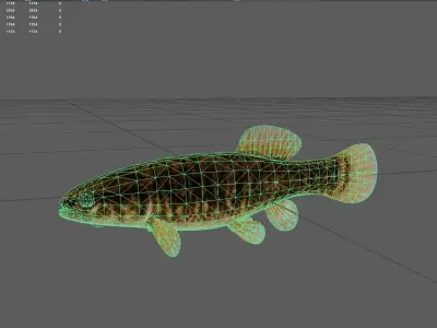 Mudminnow Low-poly 3D model