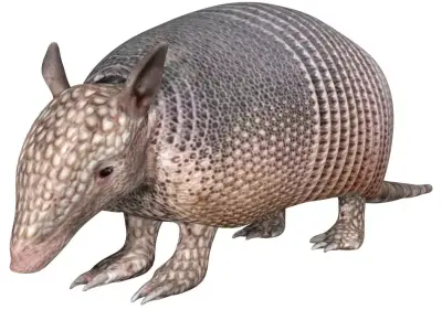 Armadillo Low-poly 3D model