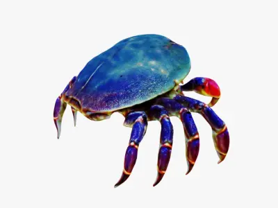 Sea Crab Free 3D model