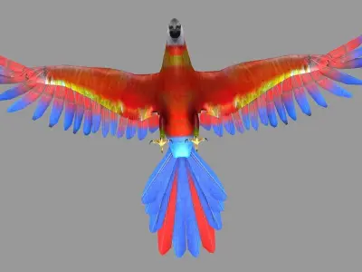 bird parrot wildlife feather parakeet  horizontal fish animal 3D model