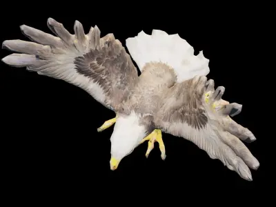 Bald Eagle 3D Model obj fbx stl ply mtl texture 3D model