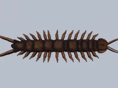 Centipede Low-poly 3D model