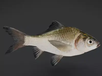 Realistic White Crucian Carp Animated 3D model