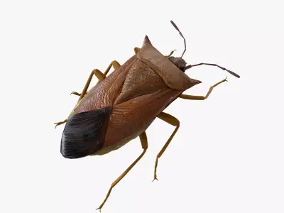 Stink Bug Coreus Marginatus  Low-poly 3D model