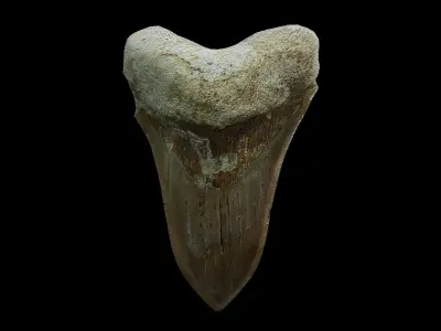 Megalodon shark fossil Free low-poly 3D model