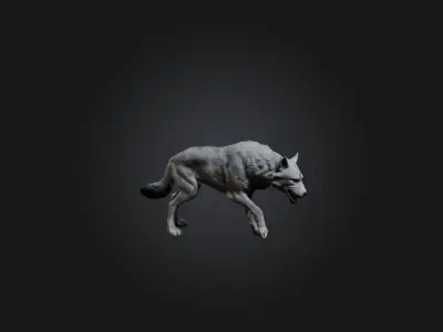 Realistic Wolf Modell Low-poly 3D model