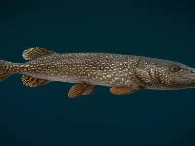 Northern Pike Animated Low-poly 3D model