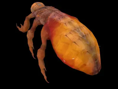 Fleas Insect Tick Louse 3D model Low-poly 3D model