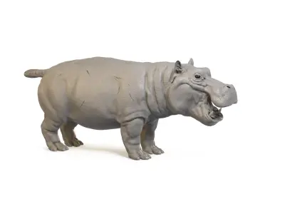 Hippopotamus 3D model 2