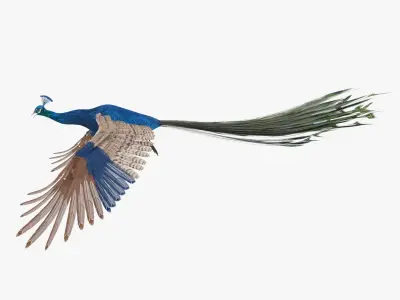 Peacock Peafowl Bird Rigged 3D model