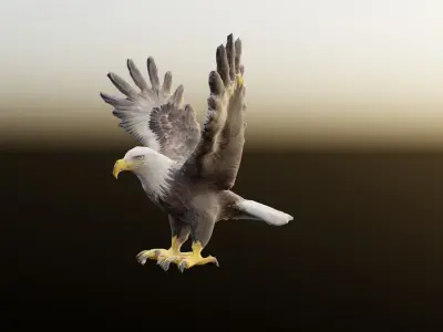 Bald Eagle 3D Model obj fbx stl ply mtl texture 3D model