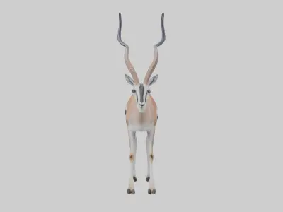Cuviers gazelle Low-poly 3D model