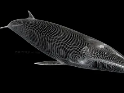 Minke Whale - Balaenoptera Acutoro - Adult Male - Pose 1 - 3D model