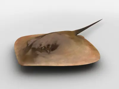 Mobula Devil rays Flying rays Manta Low-poly 3D model