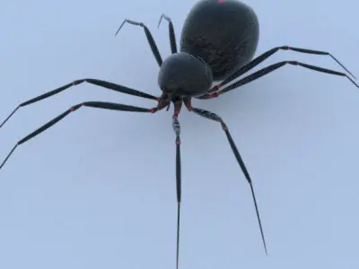 Spider Black Widow 3D model