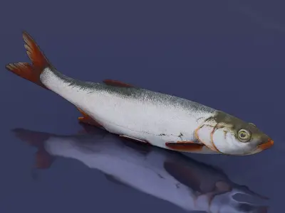 White fish Low-poly 3D model
