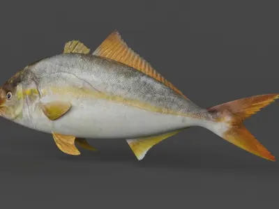 Fish Amberjack 3D model
