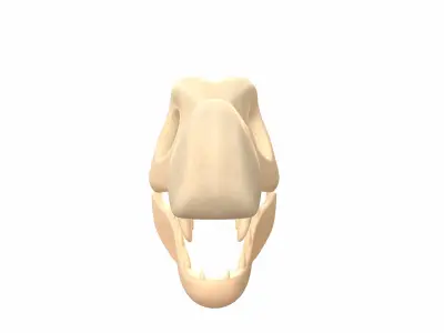 Dinosaur Skull 3D model