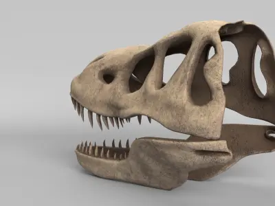 Tyrannosaurus Rex Skull 3D model