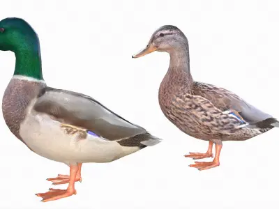 Mallard Duck Male-Female 3D model