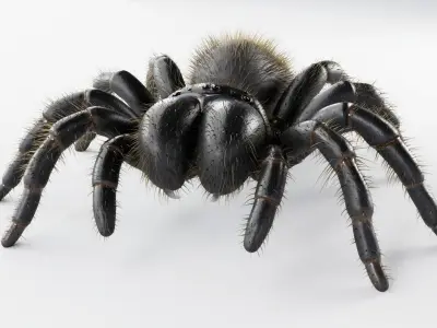 Mouse Spider Low-poly 3D model