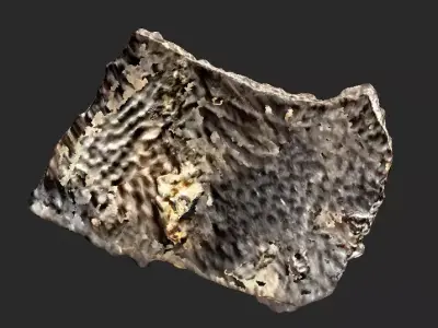 Fossilised Turtle Carapace 3D model